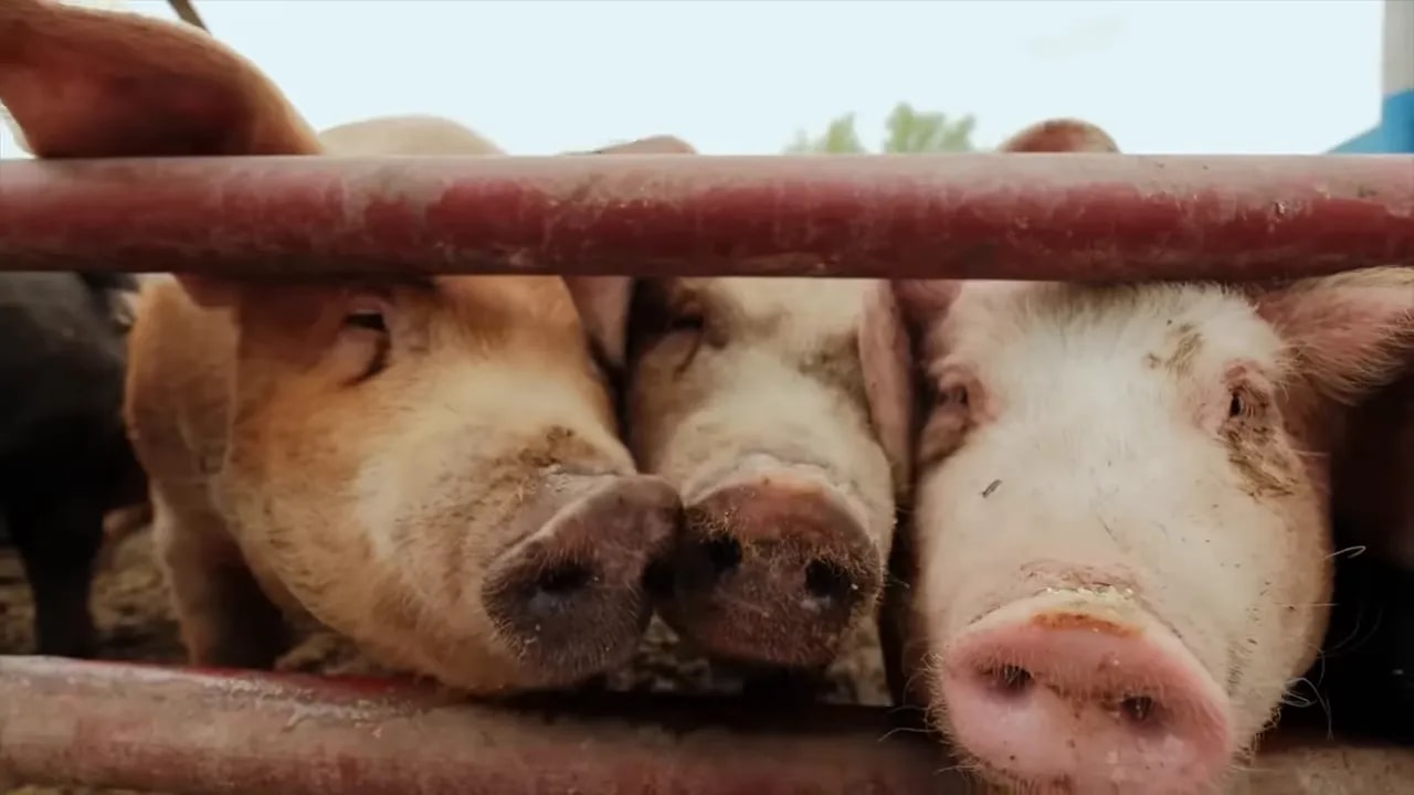 Pigs in a pen illustrating China’s pork supply as Beijing implements frozen pork procurement